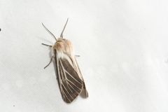 Spilosoma dubia
