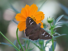Apyrrothrix araxes