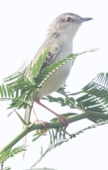 Prinia inornata