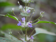 Haplanthodes plumosa