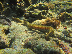 Gymnothorax richardsonii