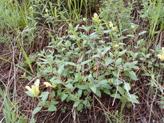 Scutellaria caucasica