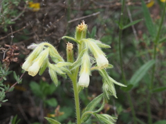 Onosma fastigiata