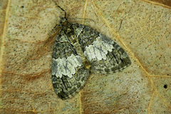 Hydriomena impluviata
