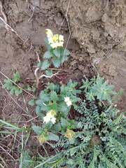 Scutellaria caucasica