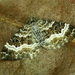Common Carpet Moth - Photo (c) Michał Brzeziński, some rights reserved (CC BY-NC), uploaded by Michał Brzeziński