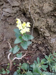 Scutellaria caucasica