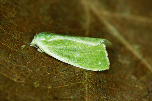 Cream-bordered Green Pea, photo 3 of 10