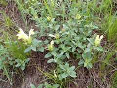 Scutellaria caucasica