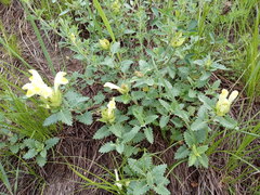 Scutellaria caucasica