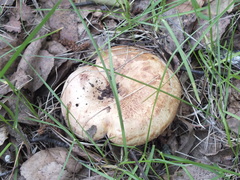 Paxillus involutus