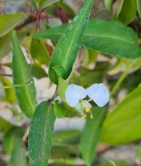 Commelina erecta erecta