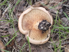 Paxillus involutus