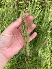 Elymus interruptus