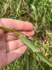 Elymus interruptus