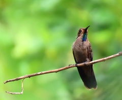 Colibri delphinae