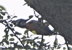 Chrysocolaptes festivus