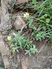 Scutellaria caucasica