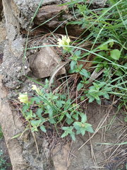 Scutellaria caucasica