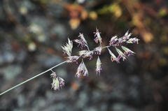 Festuca pallens