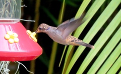 Colibri delphinae