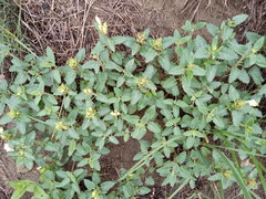 Scutellaria caucasica