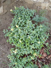 Scutellaria caucasica