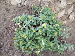 Scutellaria caucasica