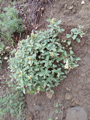 Scutellaria caucasica