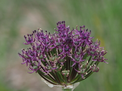 Allium cyrillii