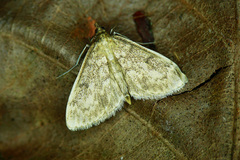 Anania perlucidalis