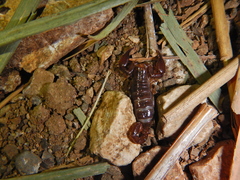 Didymocentrus krausi