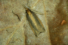 Chilo phragmitella