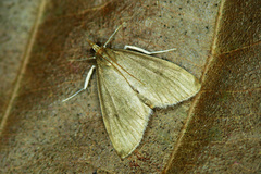 Udea accolalis