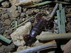 Didymocentrus krausi