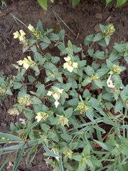 Scutellaria caucasica