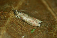 Cryptoblabes bistriga