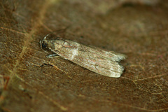 Cryptoblabes bistriga