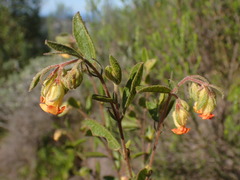 Hermannia salviifolia