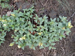 Scutellaria caucasica