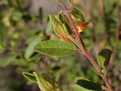 Hermannia salviifolia