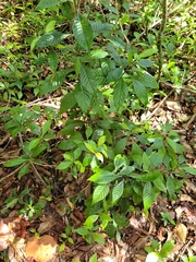 Psychotria nervosa