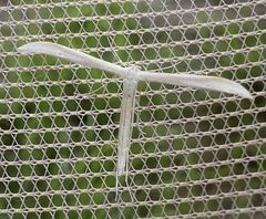 Hellinsia homodactylus