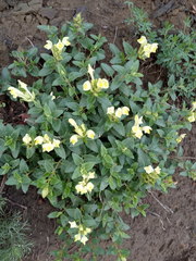 Scutellaria caucasica