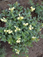 Scutellaria caucasica