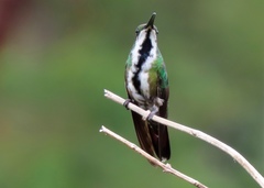 Anthracothorax nigricollis