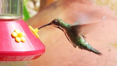 Anthracothorax nigricollis