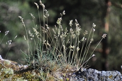 Festuca pallens