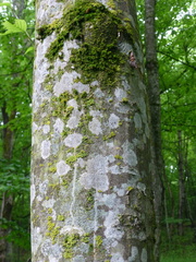 Fagus orientalis