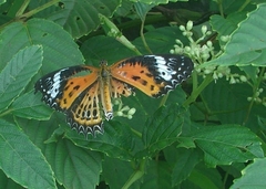 Cethosia mahratta